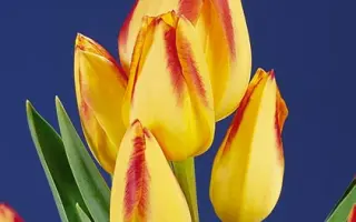 Florette / Флорэттэ