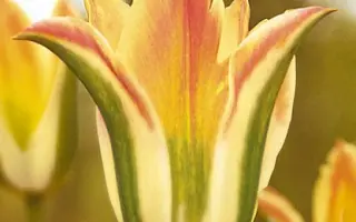 Florosa / Флороса