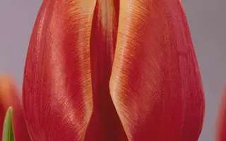 Flower Princess / Фловэр Принцэсс