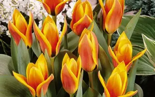 Flowerdale / Фловердаль