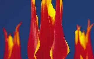 Fly Away / Флай Авэй