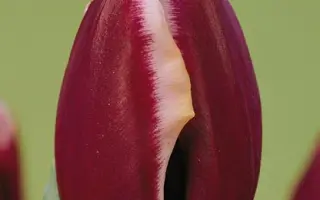 Fontainebleau / Фонтаинэблэау