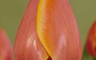 Forgotten Dreams / Форготтэн Дримс