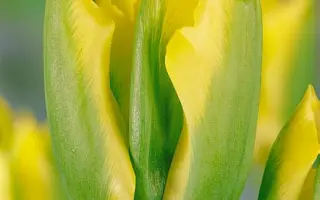 Formosa / Формоса