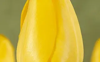 Fortissimo / Фортиссимо