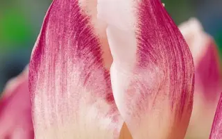 Fortuna / Фортуна