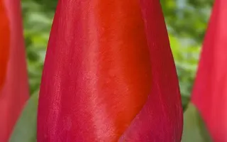 Fostery King / Фостери Кинг