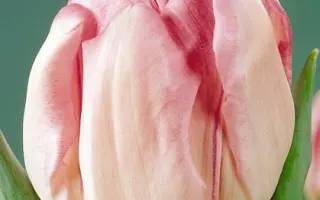 Foxtrot / Фоxтрот