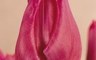 Frances Bremer / Францэс Брэмэр