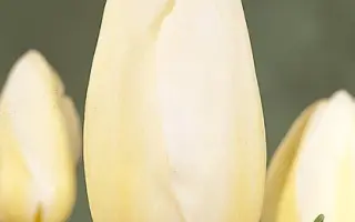 Francoise / Француз