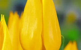 Franeker / Франэкэр