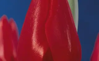 Frankfurt / Франкфурт