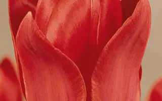 Franz Liszt / Франз Лисзт