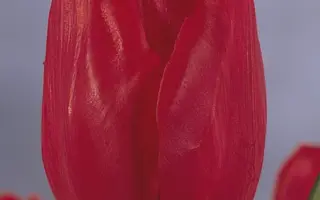 Fred Meijer / Фрэд Мэиер