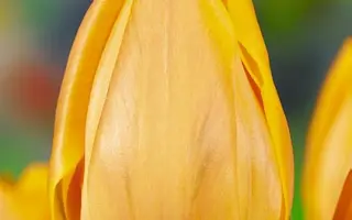 Freeman / Фриман