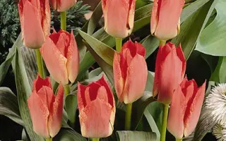 Fresco / Фреско