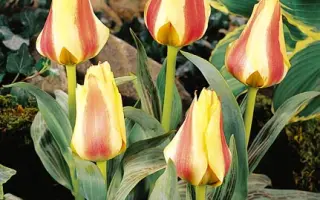 Frieda van Hasselt / Фрида ван Хасселт