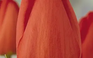 Fringed Apeldoorn / Фрингэд Апэлдоорн