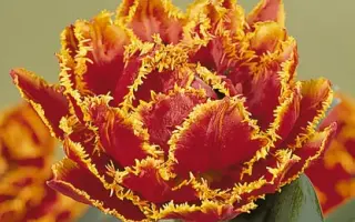 Fringed Beauty / Фрингэд Бюти