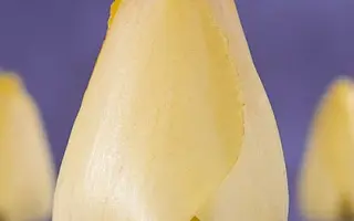 Fringed Elegance / Фрингэд Элеганс