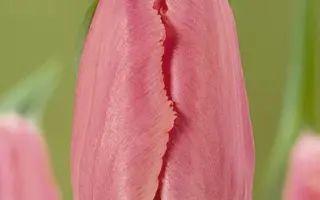 Fringed Family / Фрингэд Фемили