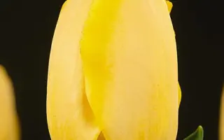 Fringed Golden Apeldoorn / Фрингэд Голдэн Апэлдоорн