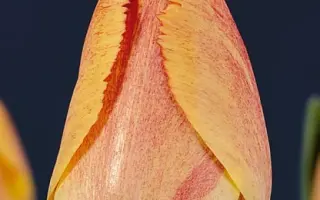 Fringed Rhapsody / Фрингэд Рапсоди