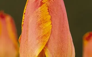 Fringed Solstice / Фрингэд Солстис