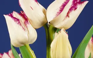 Frisby / Фрисби