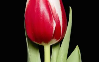 Full House / Фулл Хаус