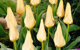 Fur Elise / Фур Элис