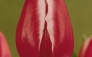 Furand / Фуранд