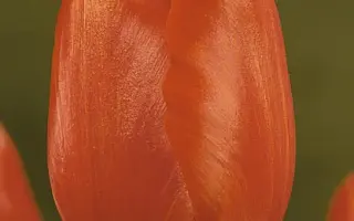 Furore / Фурорэ