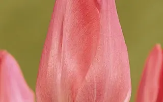 Fusarino / Фусарино