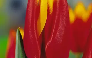 Fuyoko / Фуйоко