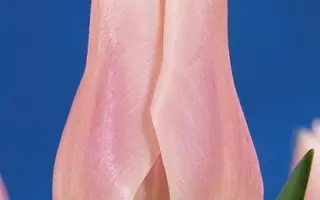 Gabriella / Габриэлла