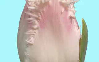 Galerie / Галэриэ