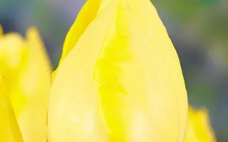 Galina / Галина