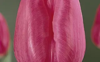 Gander / Гандэр