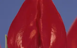 Gander Special / Гандэр Спэциал