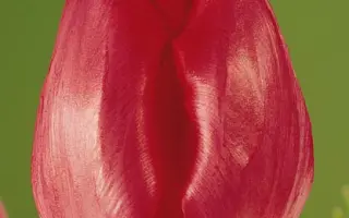 Ganderamo / Гандэрамо