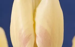 Gander's Ouverture / Гандэр'с Оувэртурэ