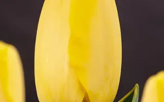 Garant / Гарант