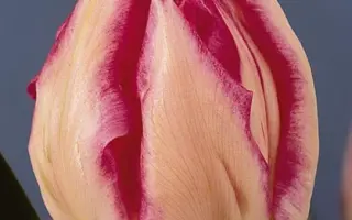 Garanza / Гаранза