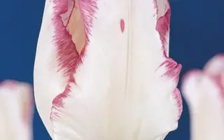 Garden Beauty / Гардэн Бюти