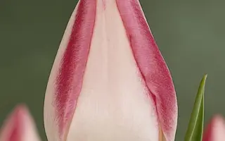 Garden Party / Гардэн Парти