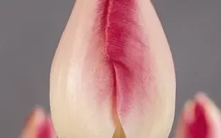 Garden Picture / Гардэн Пикчюр