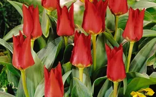 Garden Show / Гардэн Шов