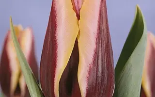 Gavota / Гавота