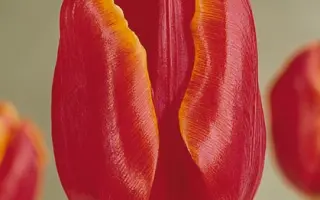 Geanka / Гэанка